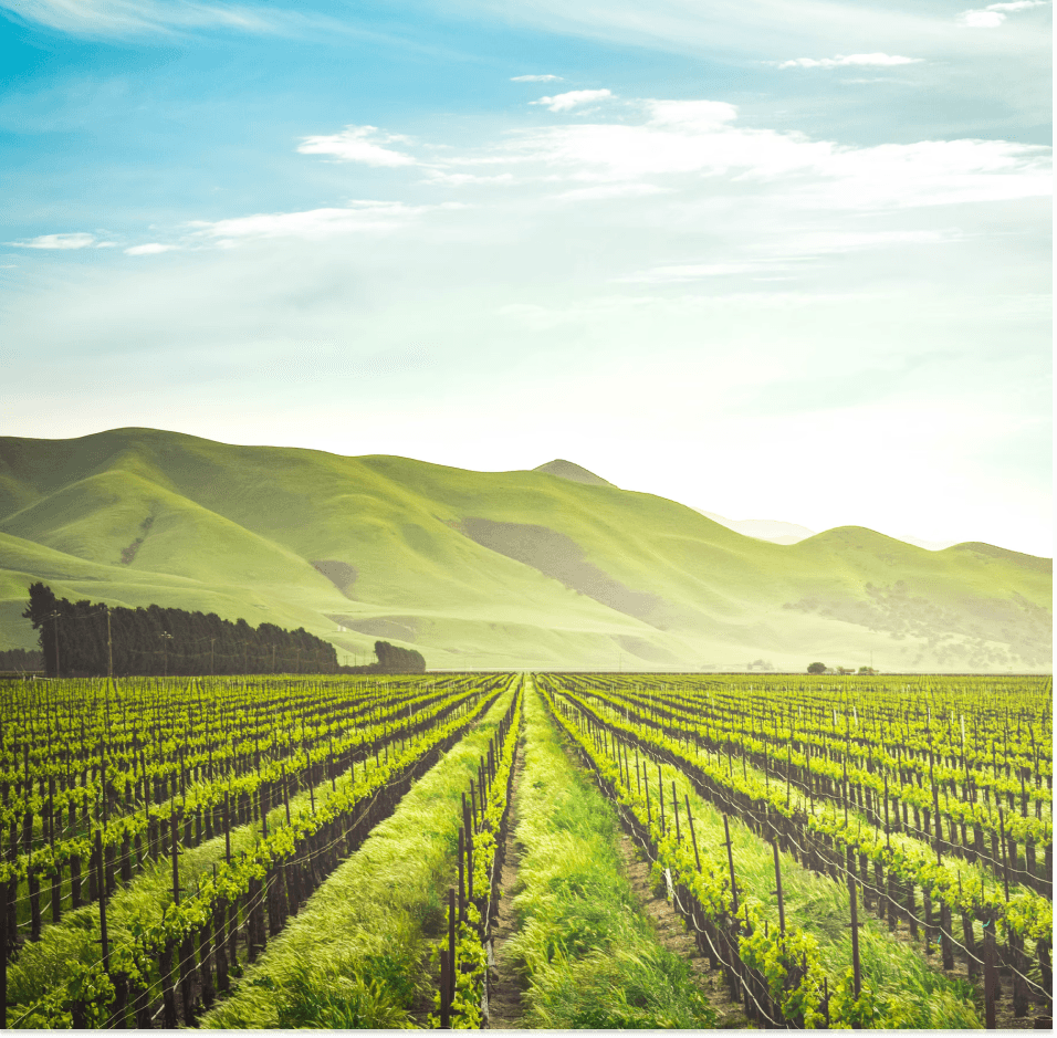 Organic store background